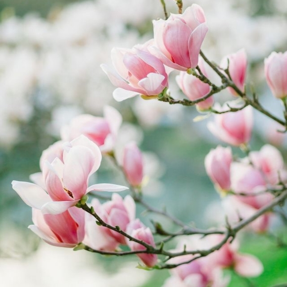 Meet your Posher, O - Picture 3 of 4